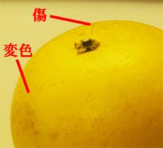 画像2: 大阪泉州産サイズ無選別　晩白柚（ばんぺいゆ）3.5kg〜4.5kg　※箱おまかせ！　キズ・変色など訳ありだけど　【返品・コンビニ決済不可】 (2)
